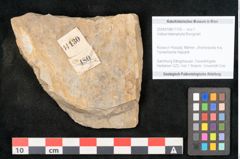 Foto (Objekt + Etikett) von Voltzia heterophylla Brongniart (NHMW-GEO-2024-0188-11130)